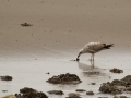 140223-gull-and-shellfish-1-Conwy