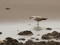 140223-gull-and-shellfish-2-Conwy