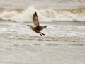 140223-gull-and-shellfish-3-Conwy