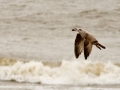 140223-gull-and-shellfish-4-Conwy