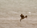 140223-gull-and-shellfish-5-Conwy