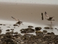 140223-gull-and-shellfish-7-Conwy