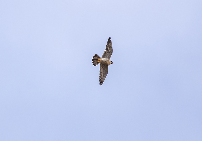 151005 peregrine falcon 3 tbc Pilolil