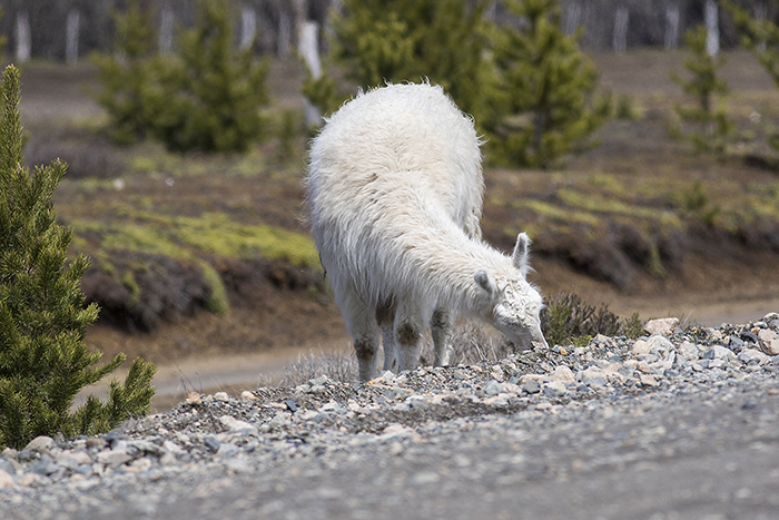 151006 llama Villa Pehuenia