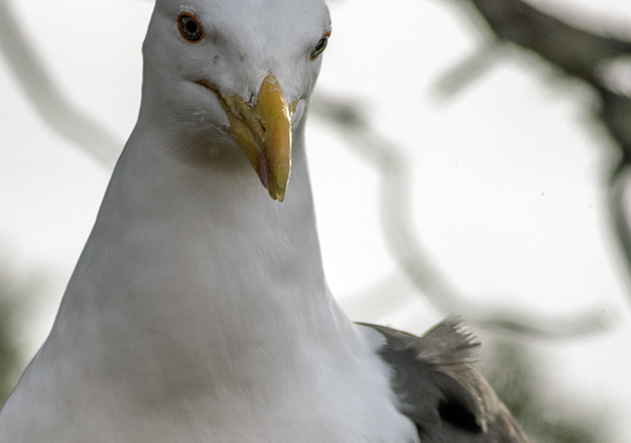 151007 gull at breakfast