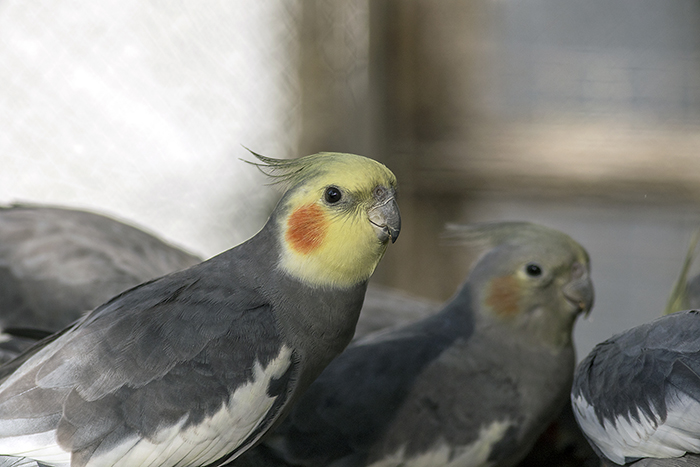 151015 cockatiel (Nymphicus hollandicus)l Parque Luan Neuquen