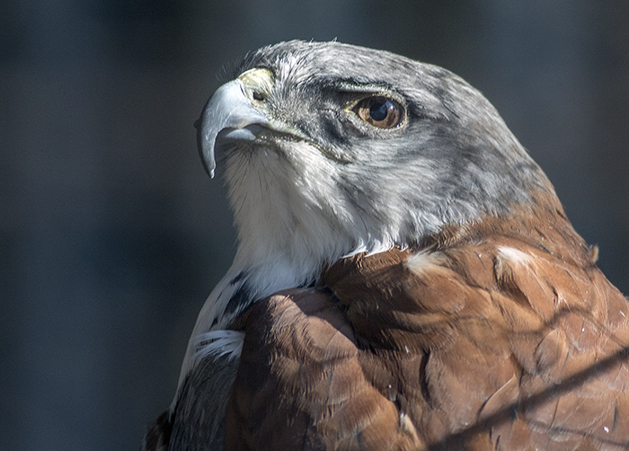 151015 unknown raptor closeup Parque Luan Neuquen