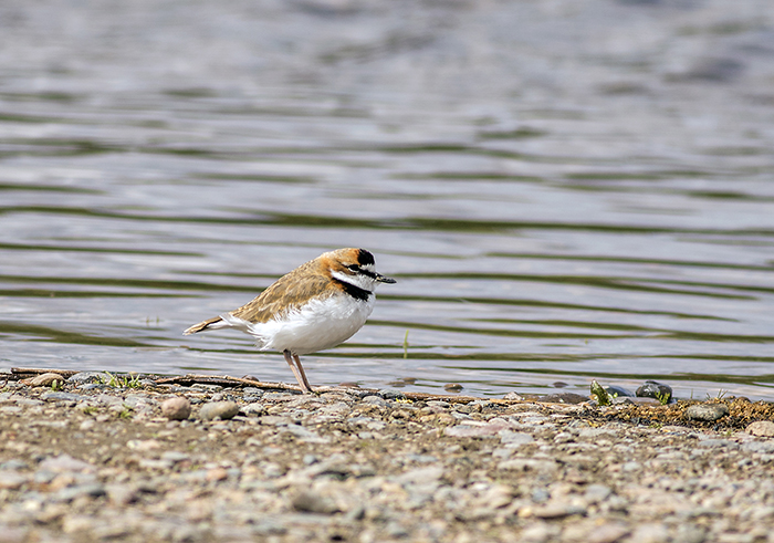 151016 collared plover La Herradura Neuquen Arg