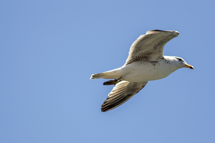 151018 Olrog's gull 5 puerto Mardel