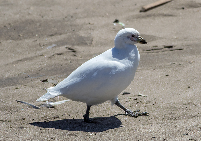 151018 paloma antartico snowy sheathbill puerto Mardel