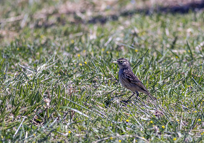 151018 pico de plata hembra reserva del puerto Mardel