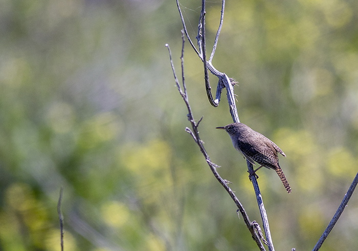 151018 ratona común reserva del puerto Mardel