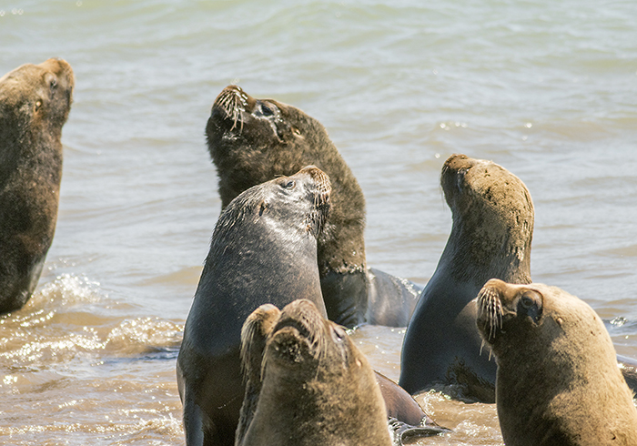 151018 sea lion 2 puerto Mardel