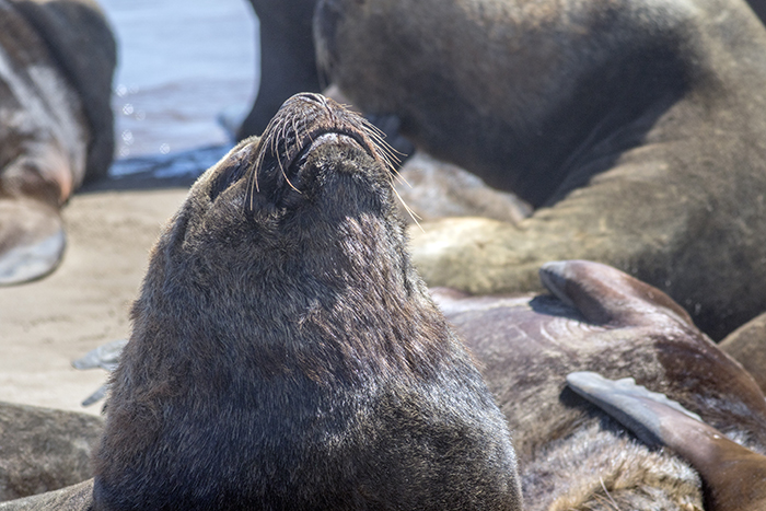 151018 sea lion puerto Mardel