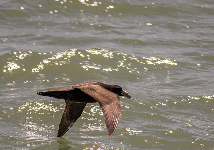 151018 southern giant petrel puerto Mardel