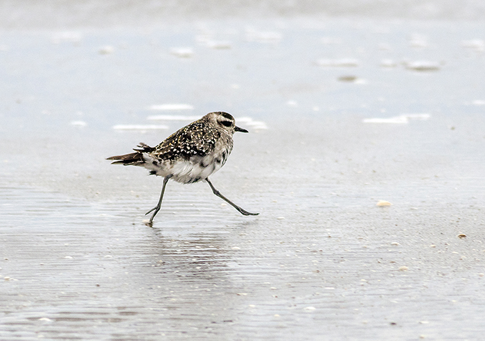 chorlo pampa (American Golden-Plover) Pluvialis dominica