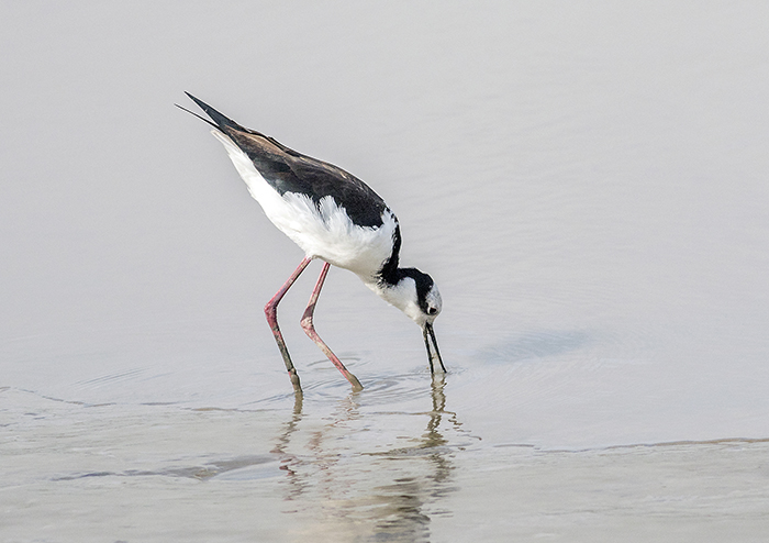 tero real (Black-necked Stilt) Himantopus mexicanus