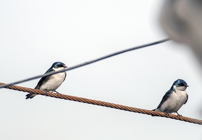 golondrina ceja blanca (Tachycineta leucorrhoa) White-rumped Swallow