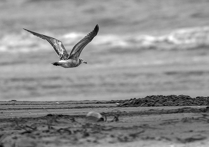 [at end of day] gaviota cangrejera (Olrog's Gull) Larus atlanticus