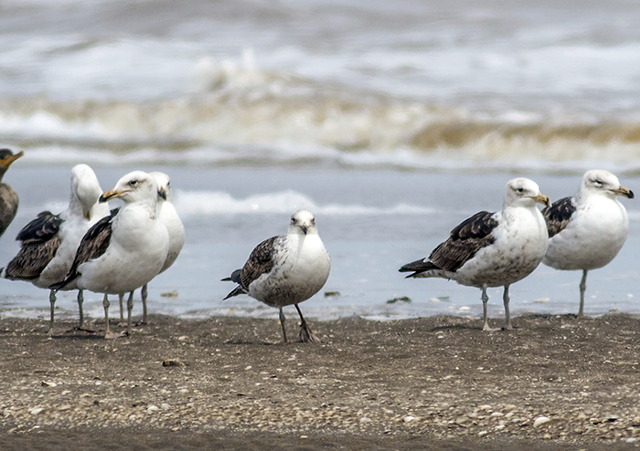 gaviota cangrejera (Olrog's Gull) Larus atlanticus