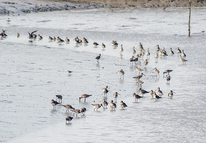 becasa de mar (Hudsonian godwit) Limosa haemastica