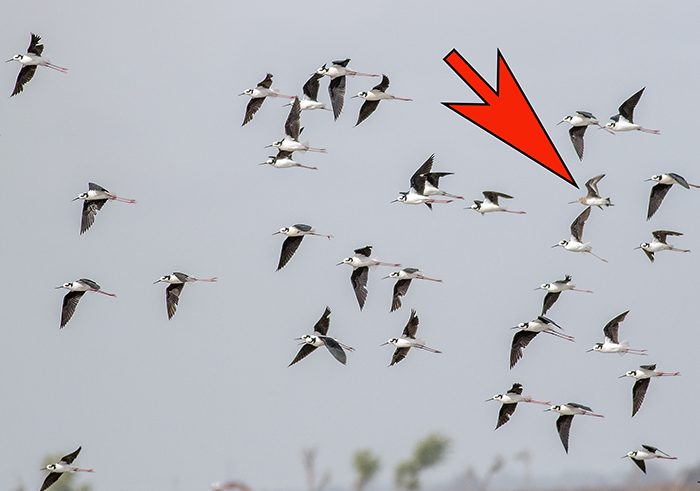 becasa de mar (Hudsonian godwit) Limosa haemastica