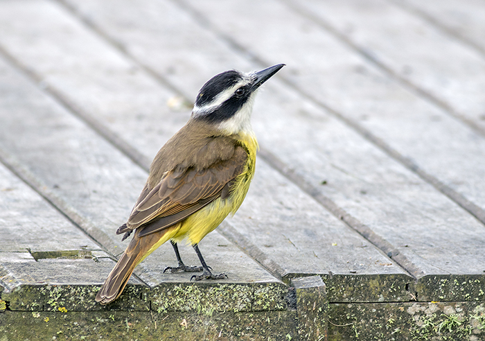 benteveo comun (Great Kiskadee) Pitangus sulphuratus