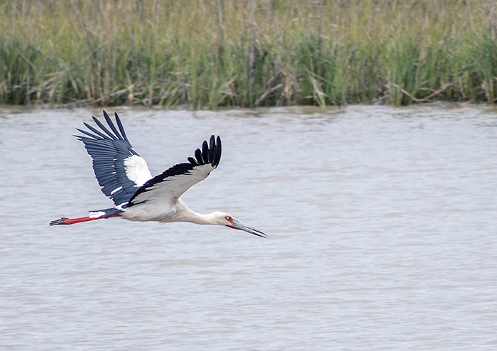 ciguena americana (Maguari stork) Ciconia maguari