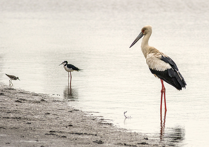 [ON LEFT) ciguena americana (Maguari stork) Ciconia maguari 