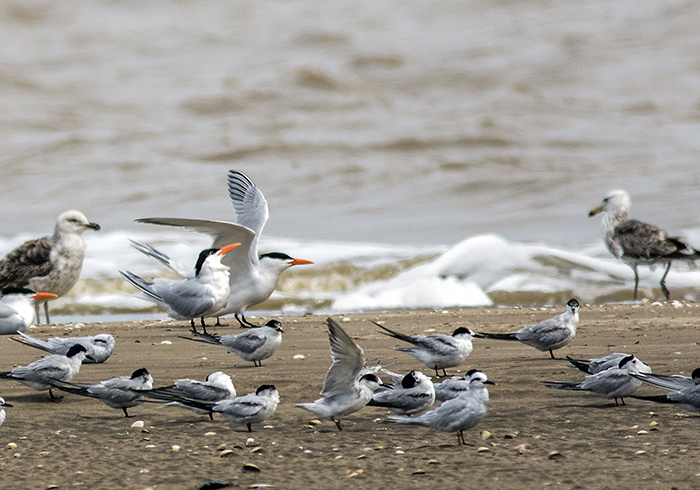 gaviotín golondrina (Common Tern) Sterna hirundo (see also in Eurasia)