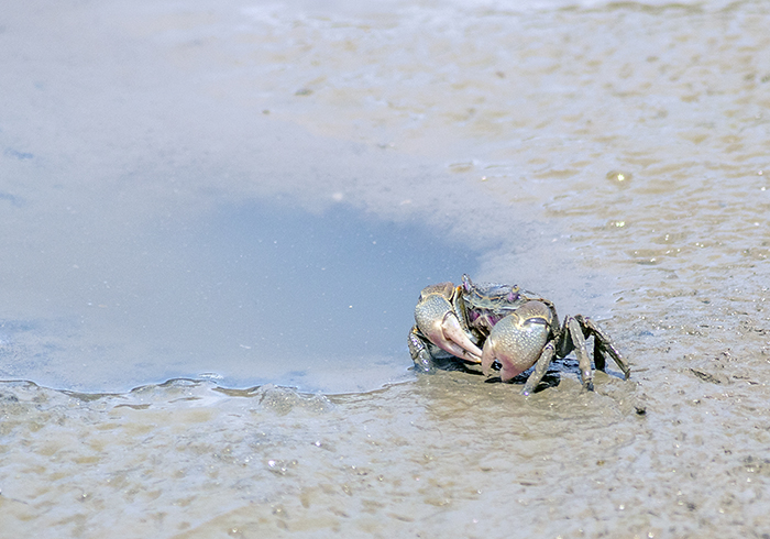 Food for the Olrog Gulls - the crab Neohelice granulata 