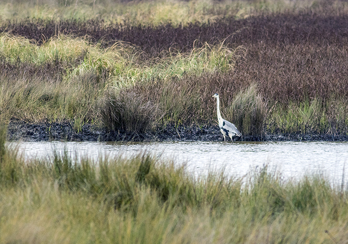 garza mora (Cocoi or White-necked Heron) Ardea cocoi