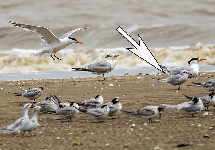 gaviotín lagunero (Snowy-crowned Tern) Sterna trudeaui