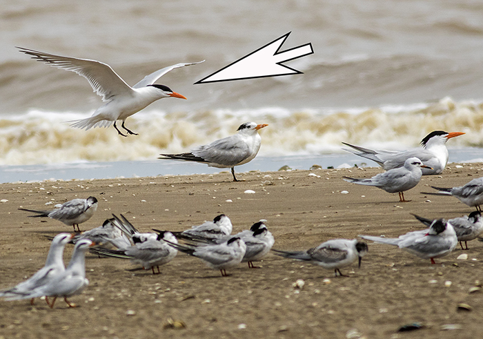 gaviotín real (Royal Tern) Thalasseus maximus