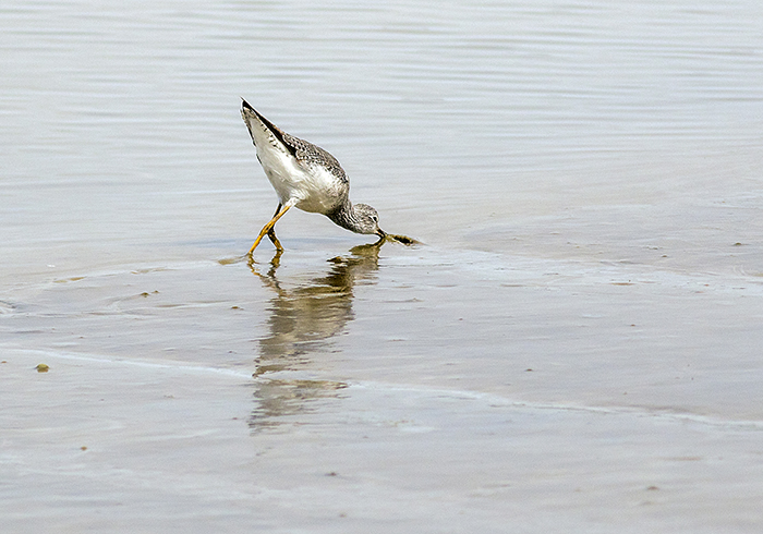 pititoy grande (greater yellowlegs) Tringa melanoleuca