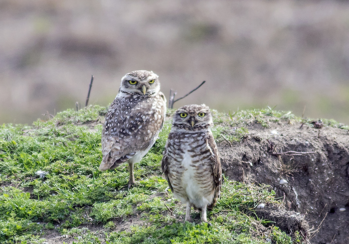 lechucita vizcachera (burrowing owl) Athene cunicularia