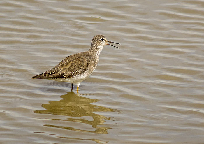 pitotoy chico (Lesser Yellowlegs) Tringa flavipes