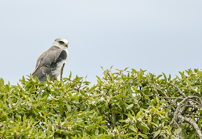 milano blanco (White-tailed Kite) Elanus leucurus)