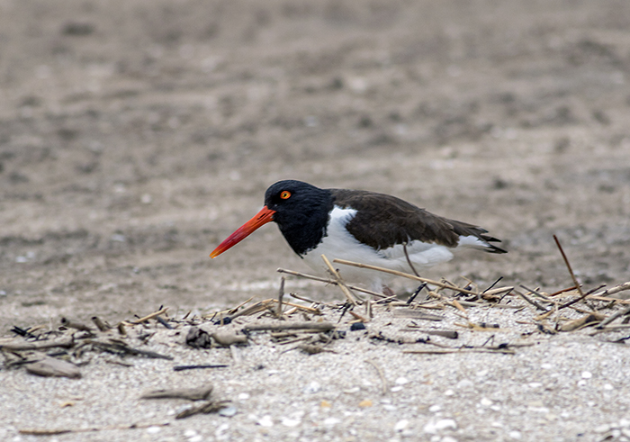 ostrero comun (American Oystercatcher) Haematopus palliatus