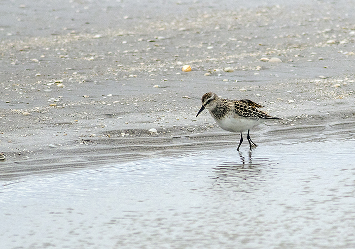 playerito enano (semipalmated sandpiper) Calidris pusilla