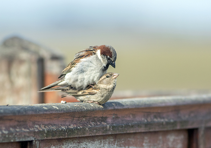 gorrion (house sparrow) Passer domesticus