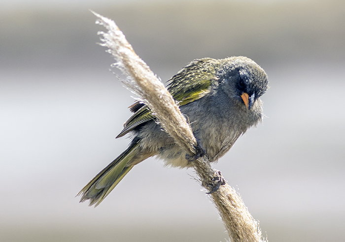 verdón (Great Pampa-Finch) Embernagra platensis