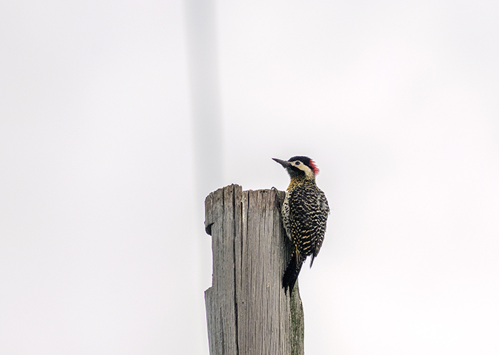 carpintero-real comun (Green-barred Woodpecker) Colaptes melanochloros