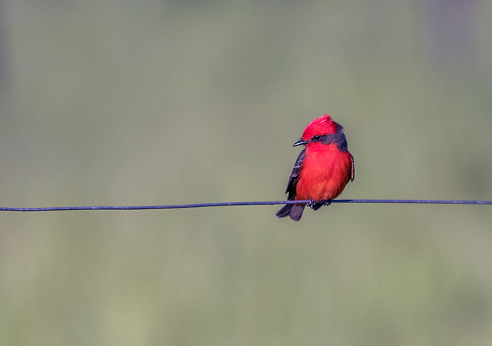 churrinche (Vermilion Flycatcher) Pyrocephalus rubinus