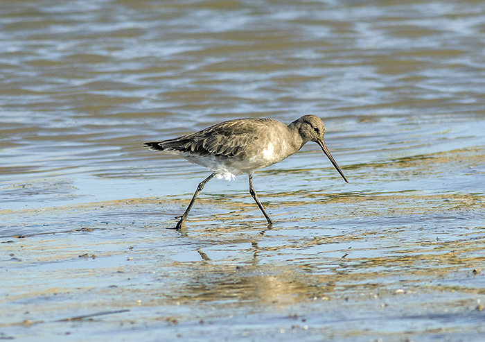 becasa de mar (Hudsonian godwit) Limosa haemastica