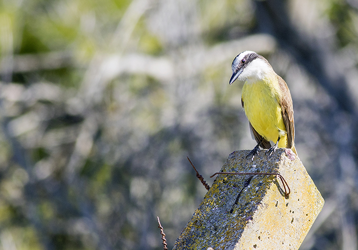 benteveo comun (Great Kiskadee) Pitangus sulphuratus