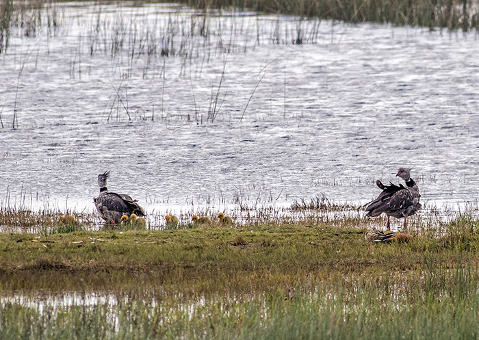 chaja (Crested aka Southern Screamer) Chauna torquata