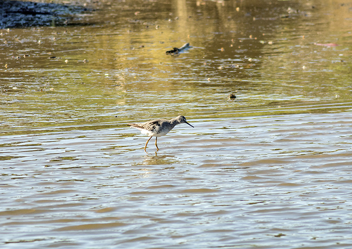 pititoy grande (greater yellowlegs) Tringa melanoleuca