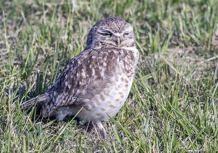 lechucita vizcachera (burrowing owl) Athene cunicularia