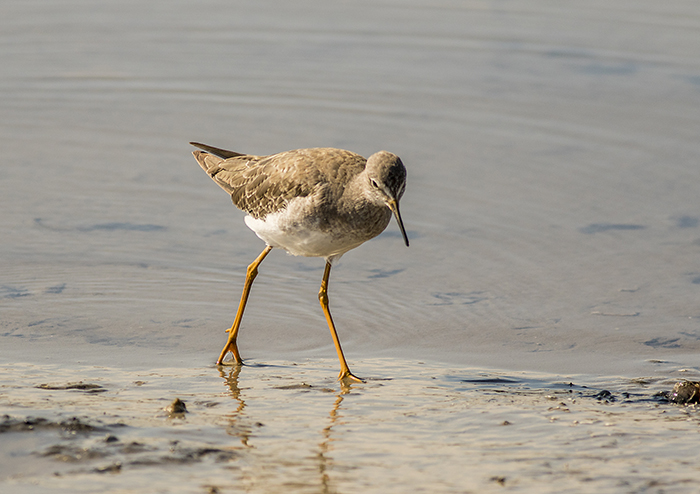 pitotoy chico (Lesser Yellowlegs) Tringa flavipes